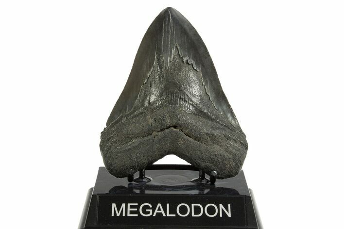 Serrated, Fossil Megalodon Tooth - South Carolina #344561